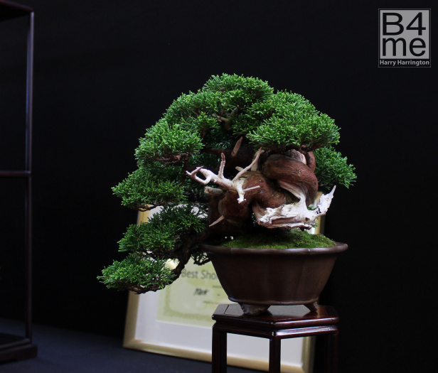 juniper bonsai